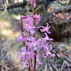 Dipodium roseum (Rosy Hyacinth Orchid) at Kambah, ACT - 25 Dec 2024 by teeniiee