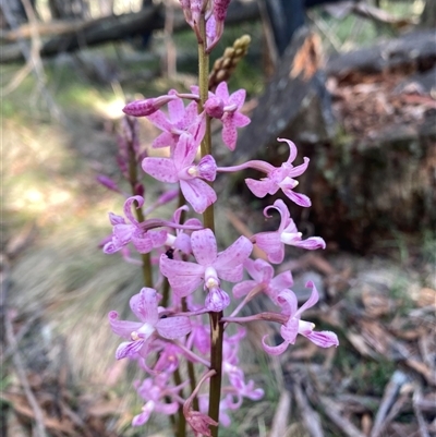 Dipodium roseum (Rosy Hyacinth Orchid) at Kambah, ACT - 24 Dec 2024 by teeniiee