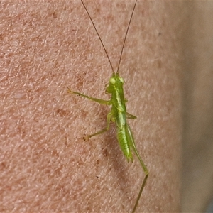 Unidentified Katydid (Tettigoniidae) at Stanmore, QLD by trevorpreston