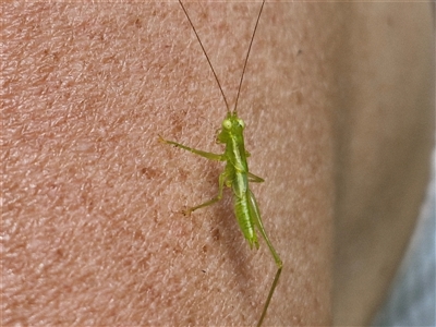 Paraphisis tryonensis (spider katydid) at Stanmore, QLD - 28 Dec 2024 by trevorpreston