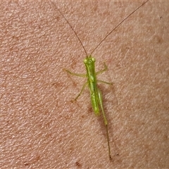 Paraphisis tryonensis at Stanmore, QLD - 28 Dec 2024 12:52 PM