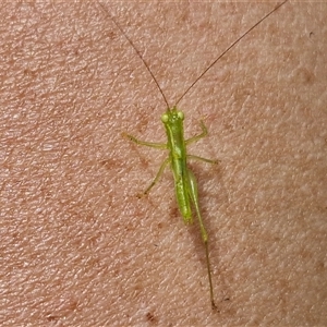 Paraphisis tryonensis at Stanmore, QLD - 28 Dec 2024 12:52 PM