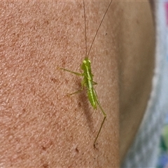 Paraphisis tryonensis at Stanmore, QLD - 28 Dec 2024 12:52 PM