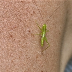 Paraphisis tryonensis at Stanmore, QLD - 28 Dec 2024 12:52 PM