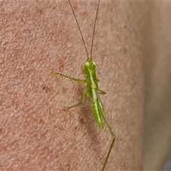 Paraphisis tryonensis at Stanmore, QLD - 28 Dec 2024 12:52 PM