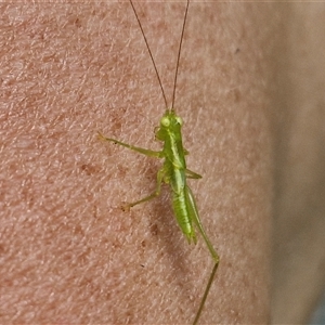 Paraphisis tryonensis at Stanmore, QLD - 28 Dec 2024 12:52 PM