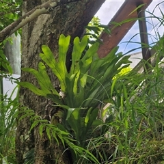 Unidentified Fern or Clubmoss at Stanmore, QLD - 28 Dec 2024 by trevorpreston