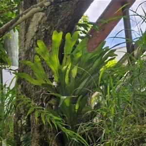 Unidentified Fern or Clubmoss at Stanmore, QLD by trevorpreston