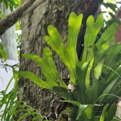 Platycerium bifurcatum at Stanmore, QLD - suppressed
