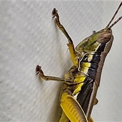 Unidentified Grasshopper (several families) at Stanmore, QLD - 28 Dec 2024 by trevorpreston