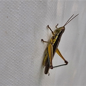 Bermius brachycerus at Stanmore, QLD - 28 Dec 2024 12:45 PM