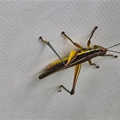 Bermius brachycerus at Stanmore, QLD - 28 Dec 2024 12:45 PM