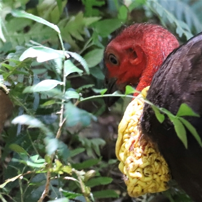 Alectura lathami (Australian Brush-turkey) at Tamborine Mountain, QLD - 28 Dec 2024 by JimL