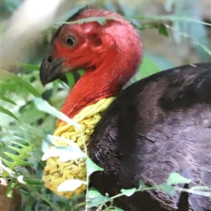 Alectura lathami at Tamborine Mountain, QLD - 28 Dec 2024