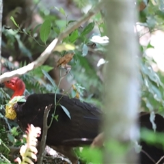 Alectura lathami at Tamborine Mountain, QLD - 28 Dec 2024