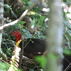 Alectura lathami at Tamborine Mountain, QLD - 28 Dec 2024