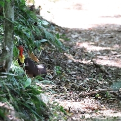 Alectura lathami at Tamborine Mountain, QLD - 28 Dec 2024