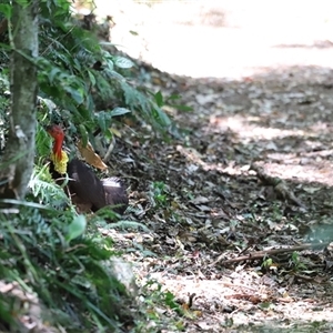 Alectura lathami at Tamborine Mountain, QLD - 28 Dec 2024 01:44 PM