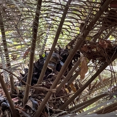 Unidentified Other Tree at Tamborine Mountain, QLD - 28 Dec 2024 by JimL