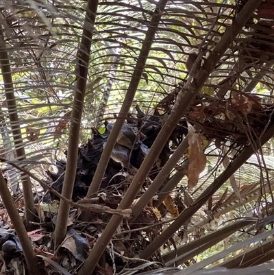 Unidentified Other Tree at Tamborine Mountain, QLD - 28 Dec 2024 by JimL