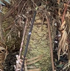 Unverified at suppressed - suppressed