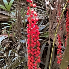 Cordyline rubra (Palm Lily) at Tamborine Mountain, QLD - 28 Dec 2024 by JimL