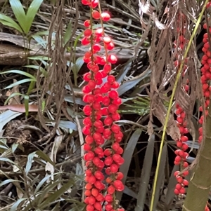 Cordyline rubra at Tamborine Mountain, QLD - 28 Dec 2024 12:27 PM