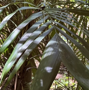 Cordyline rubra at Tamborine Mountain, QLD - 28 Dec 2024 12:27 PM