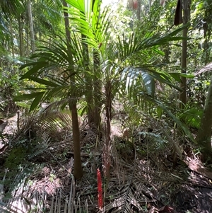 Cordyline rubra at Tamborine Mountain, QLD - 28 Dec 2024 12:27 PM