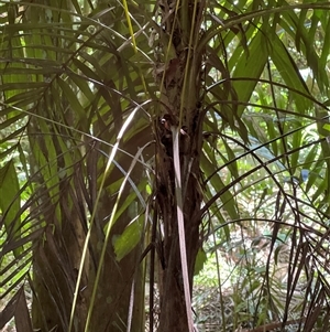 Cordyline rubra at Tamborine Mountain, QLD - 28 Dec 2024 12:27 PM