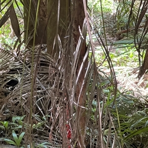 Cordyline rubra at Tamborine Mountain, QLD - 28 Dec 2024 12:27 PM