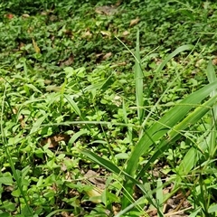 Unidentified Grass at Stanmore, QLD - 28 Dec 2024 by trevorpreston