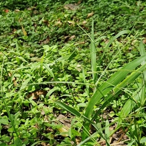 Unidentified Grass at Stanmore, QLD by trevorpreston