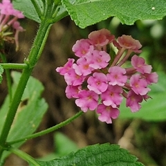 Lantana camara (Lantana) at Stanmore, QLD - 28 Dec 2024 by trevorpreston