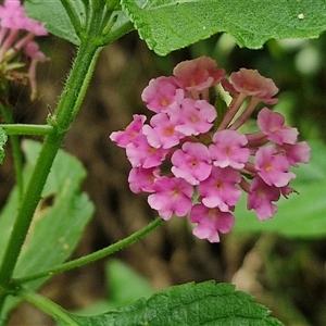 Lantana camara (Lantana) at Stanmore, QLD by trevorpreston