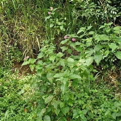 Lantana camara at Stanmore, QLD - 28 Dec 2024 12:40 PM