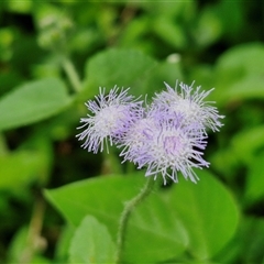 Ageratum houstonianum (Blue Billy Goat Weed) at Stanmore, QLD - 28 Dec 2024 by trevorpreston