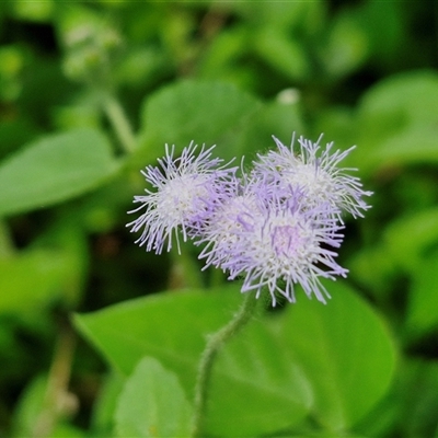 Ageratum houstonianum (Blue Billy Goat Weed) at Stanmore, QLD - 28 Dec 2024 by trevorpreston