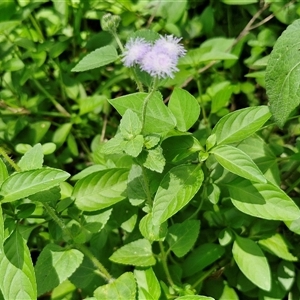 Ageratum houstonianum at Stanmore, QLD - 28 Dec 2024 12:39 PM