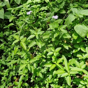 Ageratum houstonianum at Stanmore, QLD - 28 Dec 2024 12:39 PM