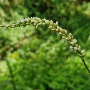 Persicaria attenuata (smartweed) at Stanmore, QLD by trevorpreston