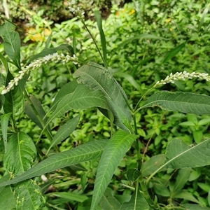 Persicaria attenuata at Stanmore, QLD - 28 Dec 2024 12:39 PM