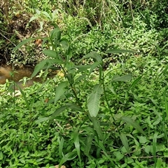 Persicaria attenuata at Stanmore, QLD - 28 Dec 2024 12:39 PM