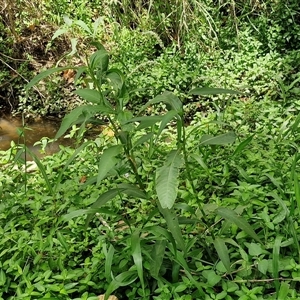 Persicaria attenuata at Stanmore, QLD - 28 Dec 2024 12:39 PM