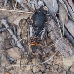 Yoyetta subalpina (Subalpine Firetail Cicada) at Mount Clear, ACT - 28 Dec 2024 by rawshorty