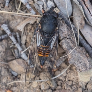 Yoyetta subalpina (Subalpine Firetail Cicada) at Mount Clear, ACT by rawshorty