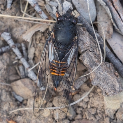 Yoyetta subalpina (Subalpine Firetail Cicada) at Mount Clear, ACT - 28 Dec 2024 by rawshorty