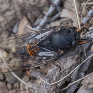 Yoyetta subalpina at Mount Clear, ACT - 28 Dec 2024