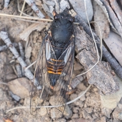 Yoyetta subalpina at Mount Clear, ACT - 28 Dec 2024