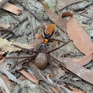 Isopeda villosa (Brown Huntsman Spider) at Vincentia, NSW by Miranda